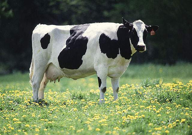 گوسفند زنده