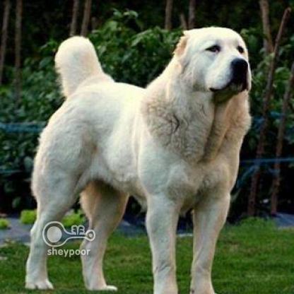 فروش سگ نگهبان اصیل توله وبالغ عکس شماره 5