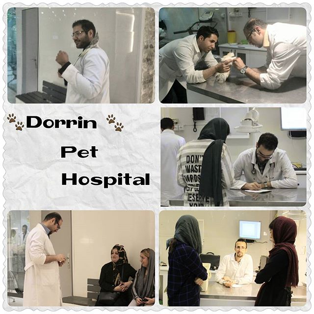 مراقبتهای ویژه و ICU بیمارستان دامپزشکی درین عکس شماره 3