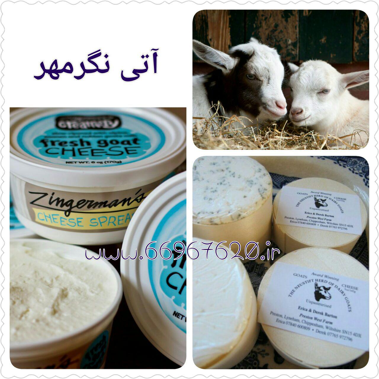 دوره پرورش بزسانن