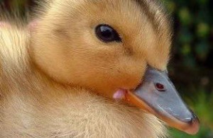 - فروش جوجه اردک در سنین مختلف عکس شماره 1
