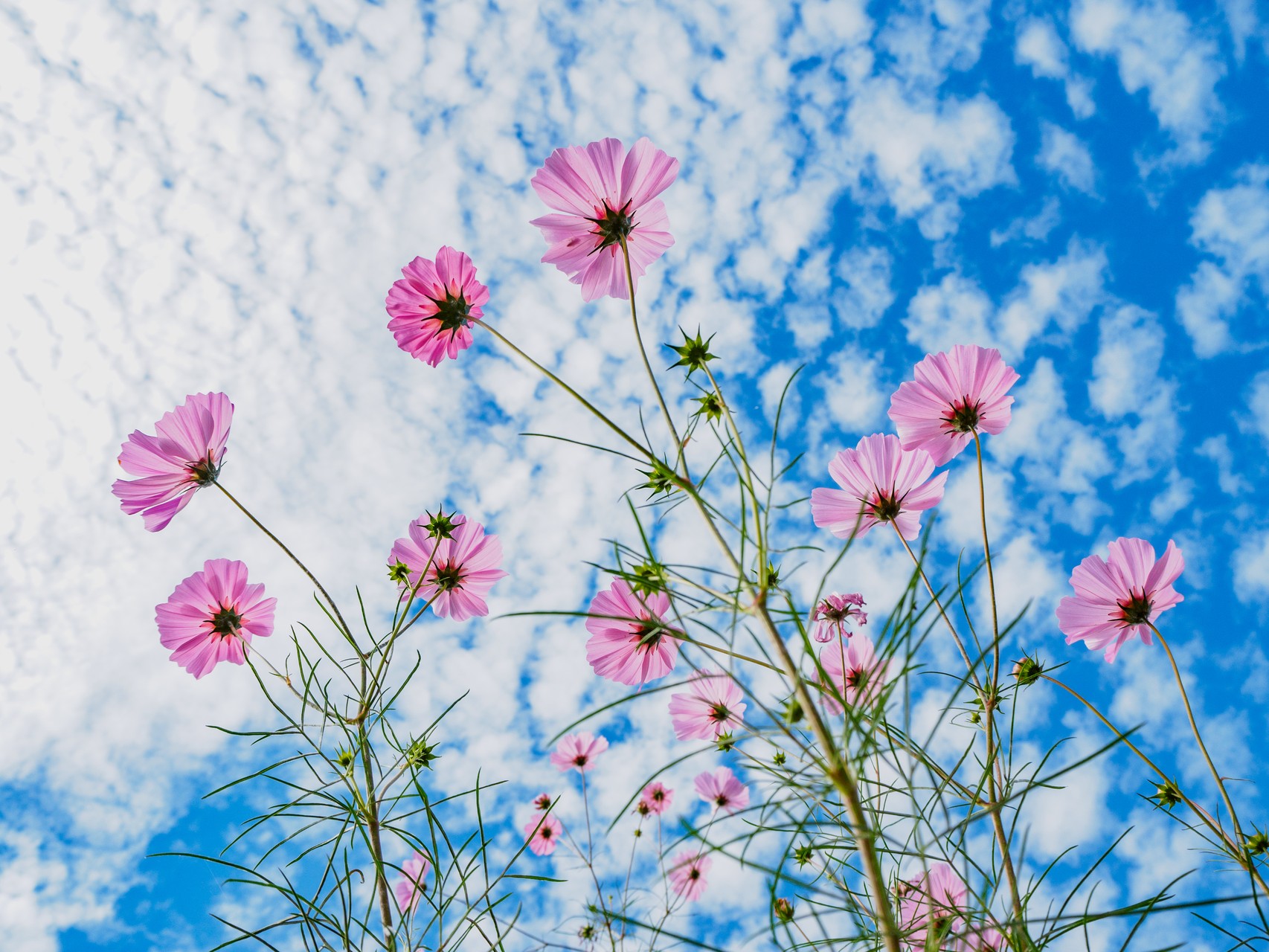 خدمات دارویی عکس شماره 2