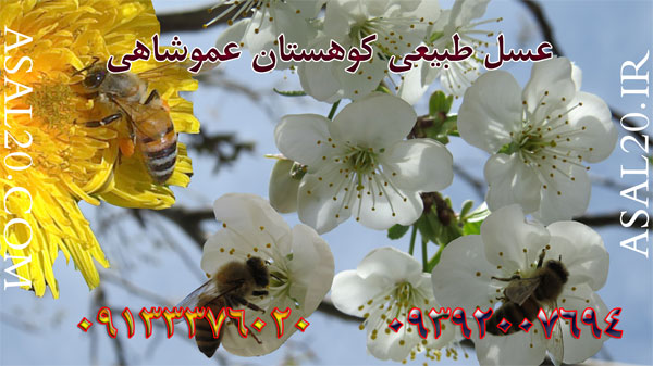 عسلهای کوهی و درمانی کوهستان با 100% تضمین کیفیت عکس شماره 2
