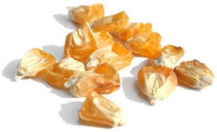 خرید و فروش بذر هیبرید ذرت شیرین و فوق شیرین