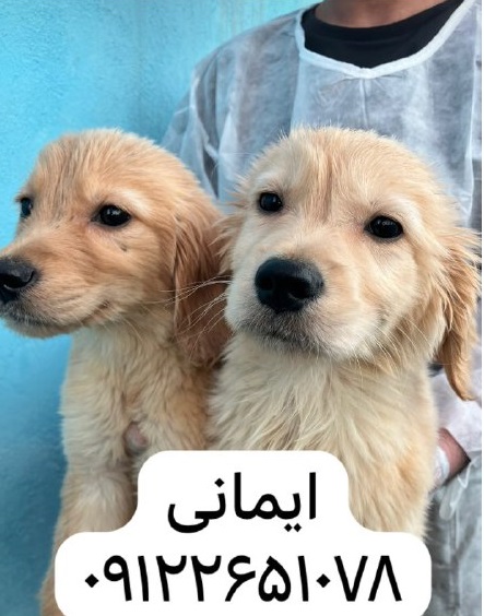 فروش سگ گارد و نگهبان عکس شماره 2