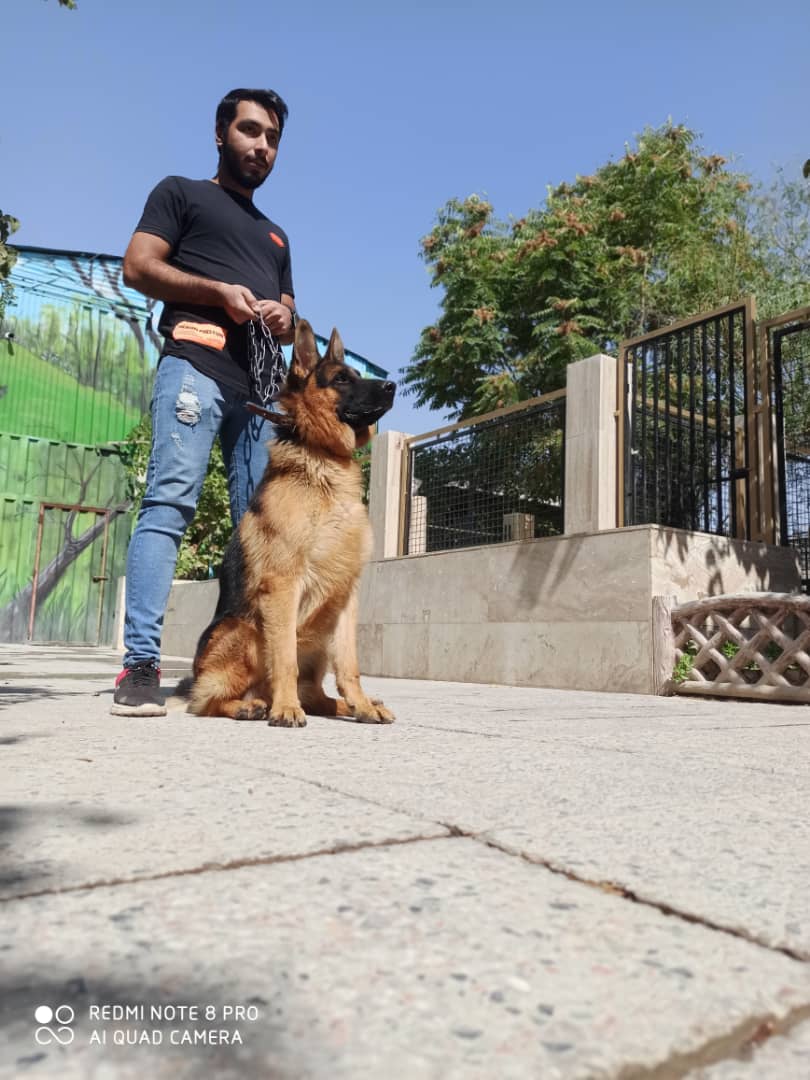 فروش ژرمن شپرد در تمامی تیپ ها   فروش ژرمن بالغ