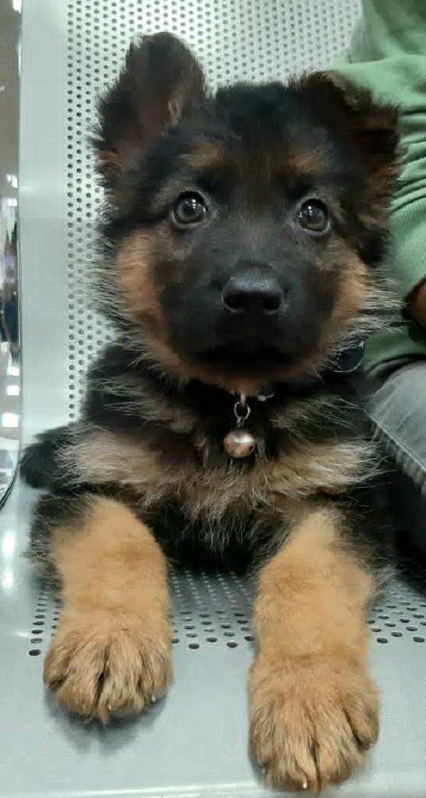 مجموعه پرورش و فروش سگ های گارد و نگهبان Dog's city 