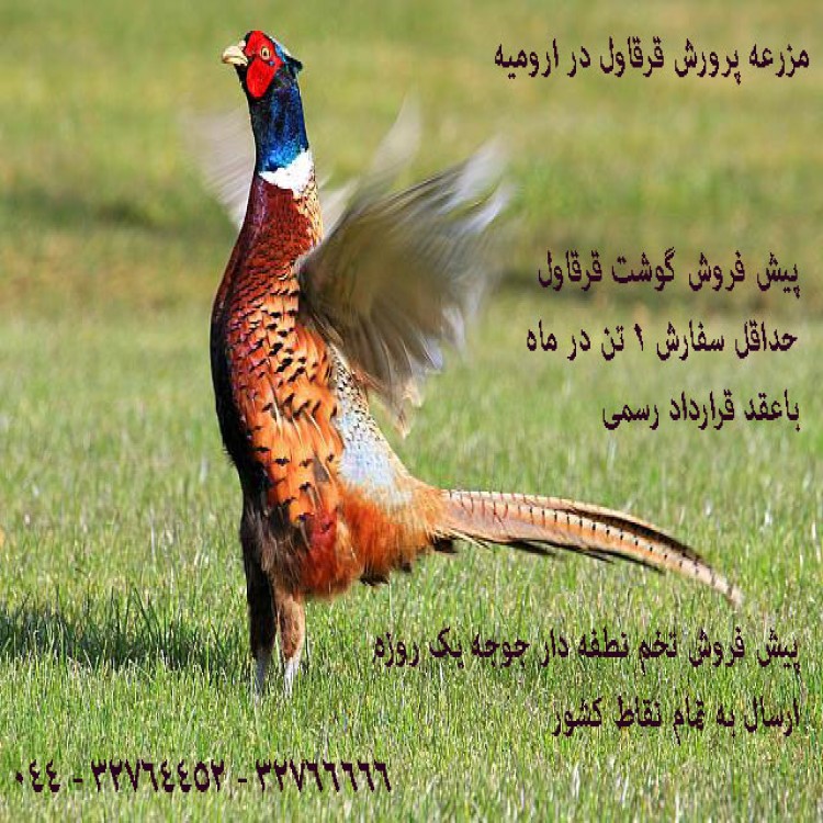 فروش گوشت قر قاول عکس شماره 2