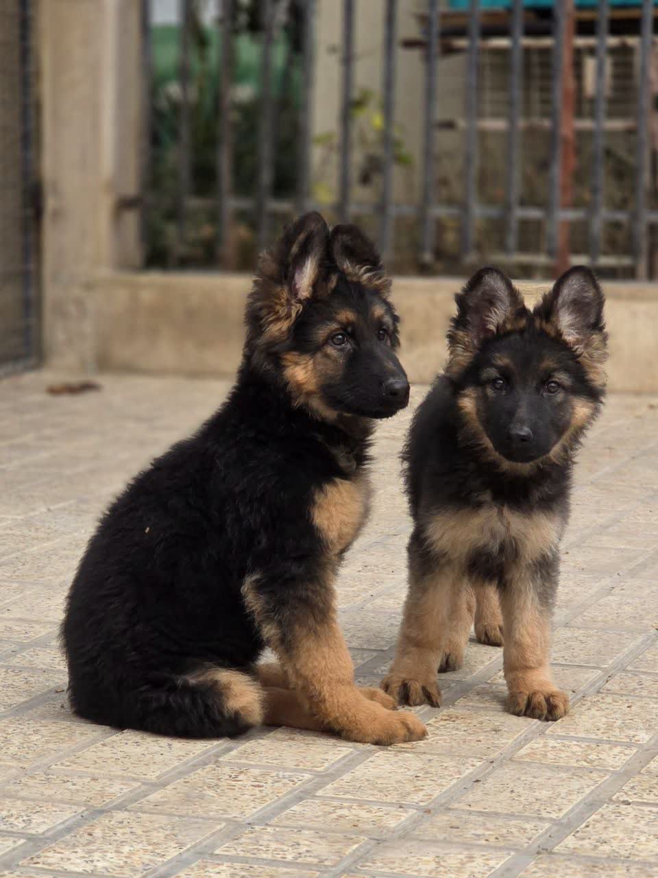 انواع سگ های نژاددار و اصیل در باشگاه سگ های نگهبان