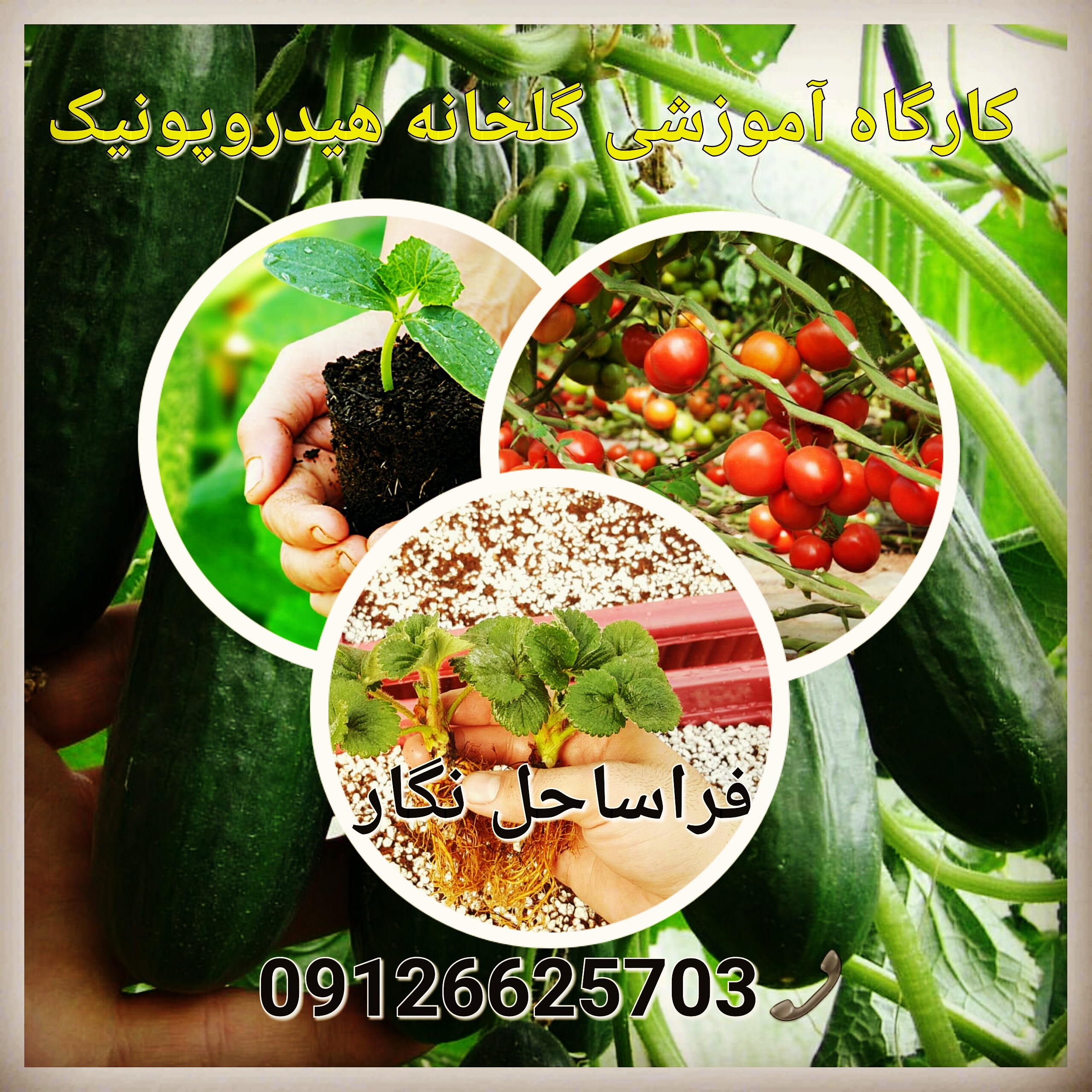 دوره آموزشی کشت گلخانه هیدروپونیک