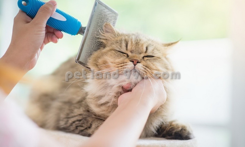 آموزش آرایش حیوانات خانگی عکس شماره 3