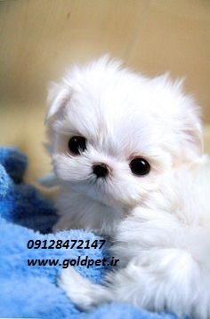 خرید و فروش سگ آپارتمانی ارزان عکس شماره 2