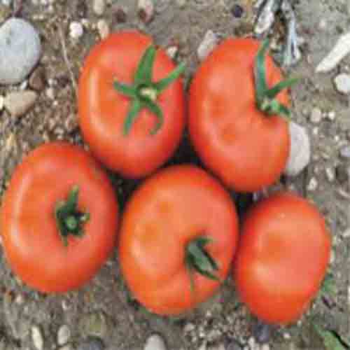 بذرگوجه فرنگی الیسا