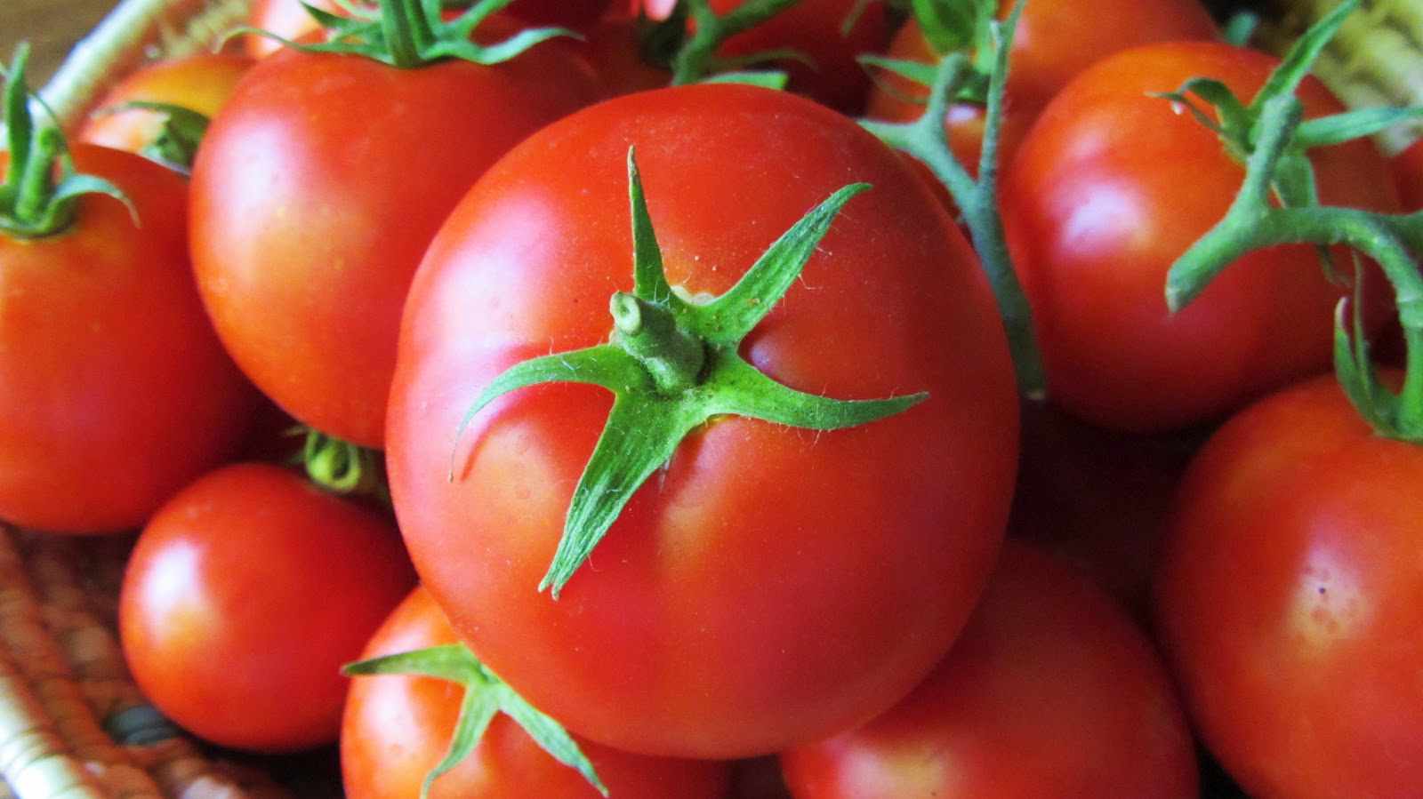 موناکو پربارترین بذر گوجه فرنگی گرد صادراتی
