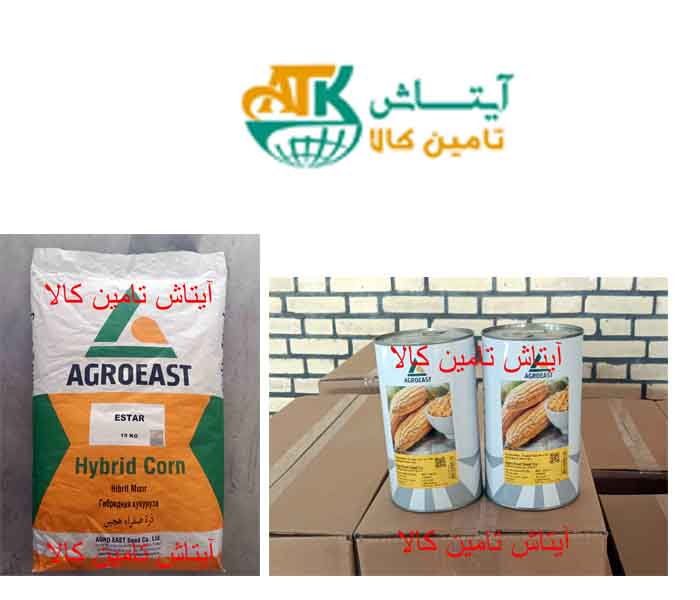 بذر ذرت شیرین آلتین altin و بذر ذرت دو منظوره دانه ای و علوفه ای رقم ای استار estar