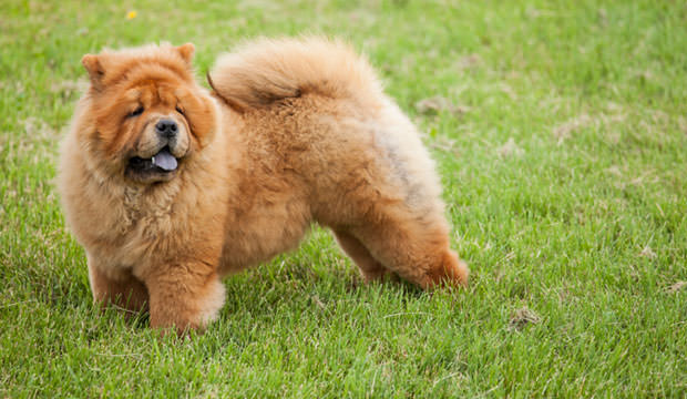 فروش توله سگ های چاوچاو زینتی _نگهبان chow chow عکس شماره 1