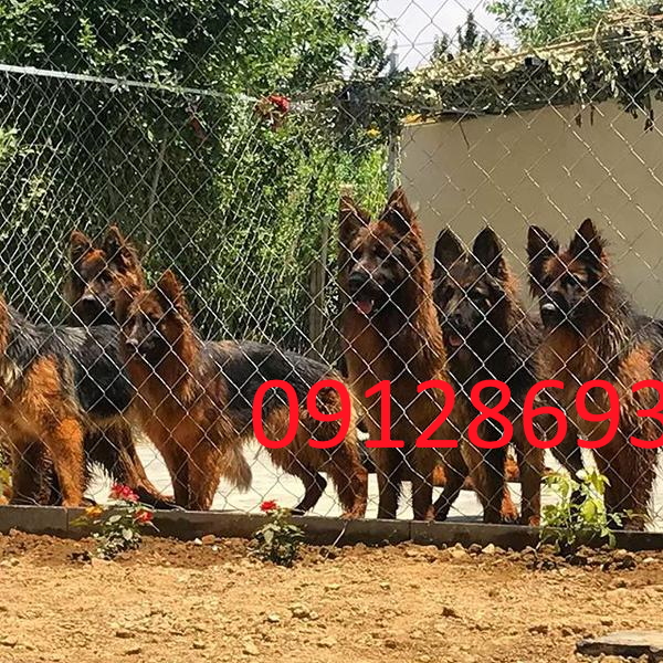 فروش سگ های نگهبان اصیل توله وبالغ عکس شماره 5