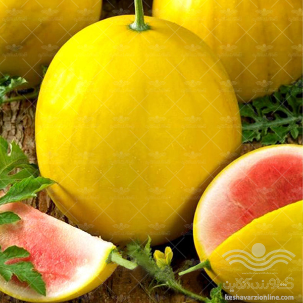 بذر هندوانه خاص و جذاب پوست زرد عکس شماره 1