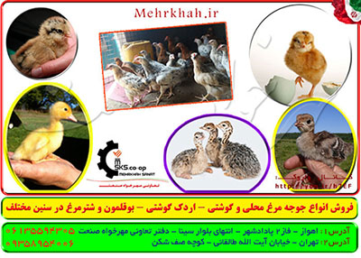 فروش جوجه مرغ و اردک محلی در تمامی سنین عکس شماره 1