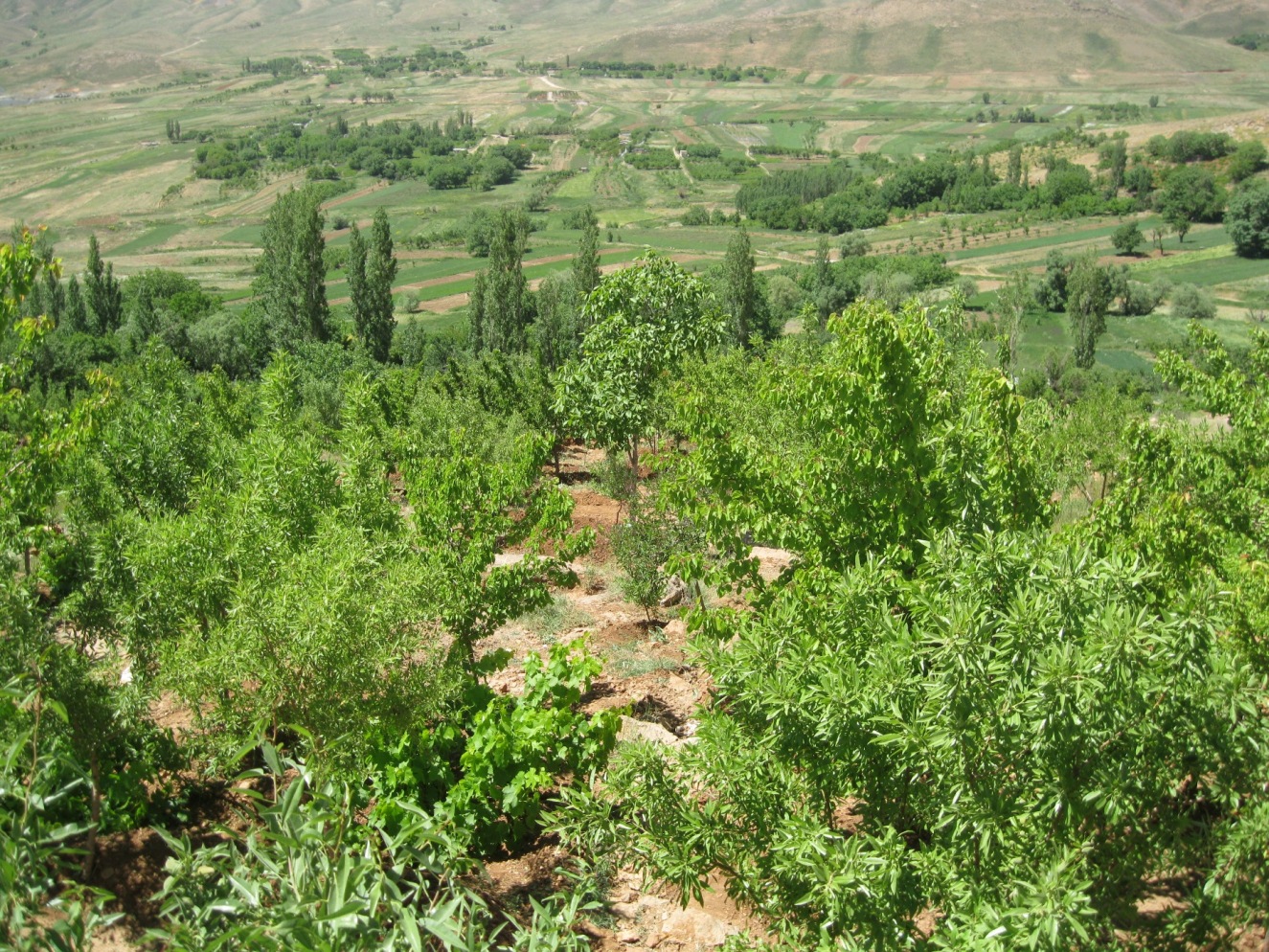 باغ با چشم انداز عالی عکس شماره 3