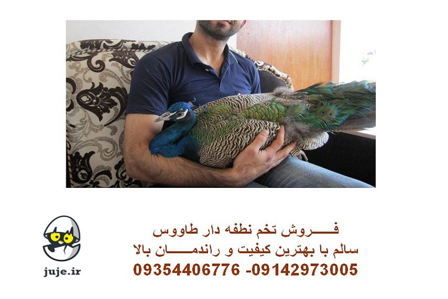 تخم نطفه دار طاووس، انواع نژادها عکس شماره 3