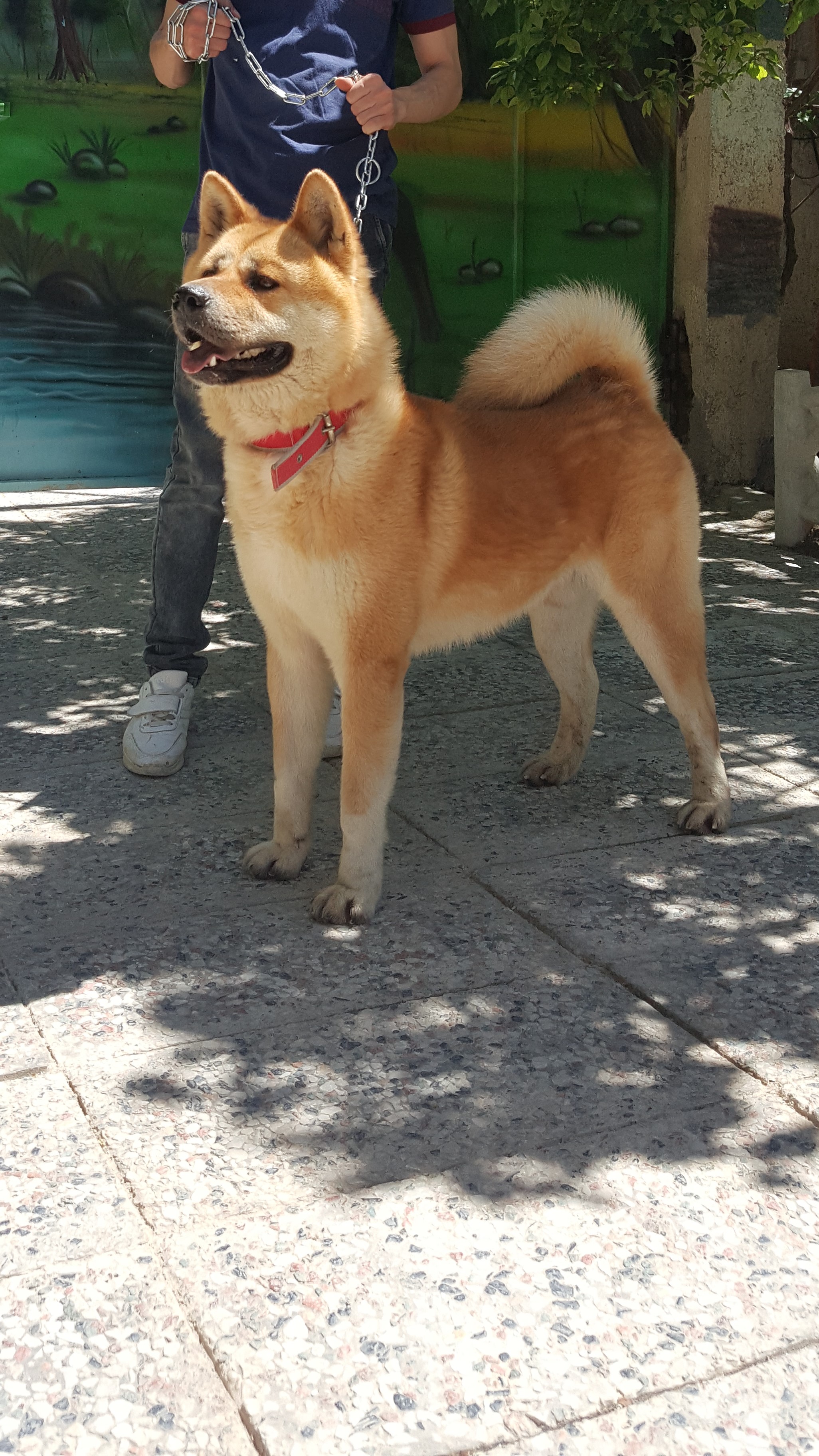 AKITA آکیتا ژآپنی