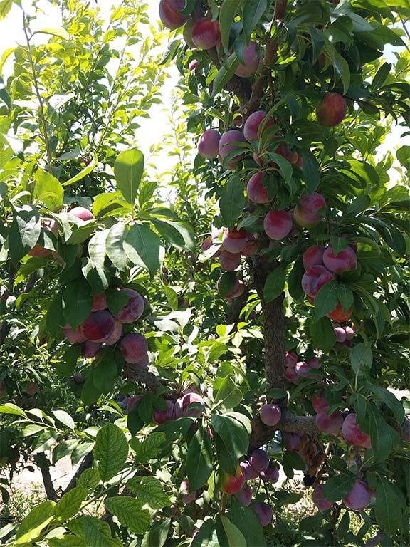 فروش باغ  عکس شماره 3