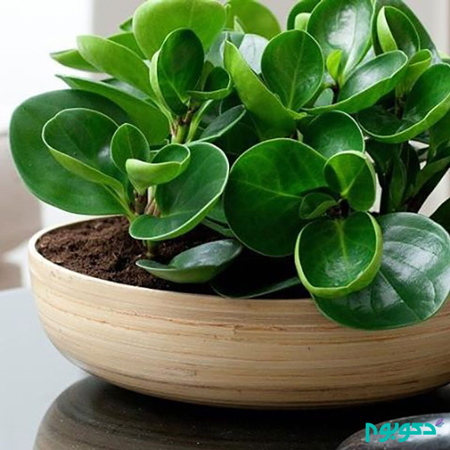 دوره آموزشی پرورش گیاهان آپارتمانی