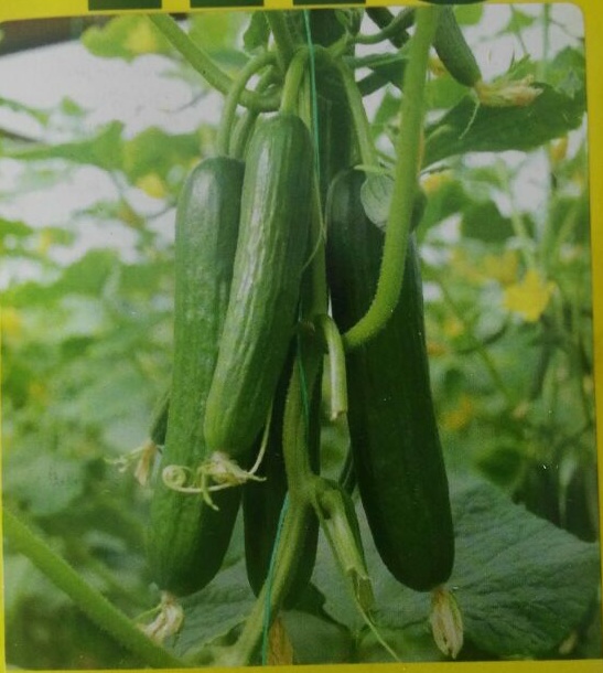 خرید وفروش بذر گلخانه ای در کرمان عکس شماره 3