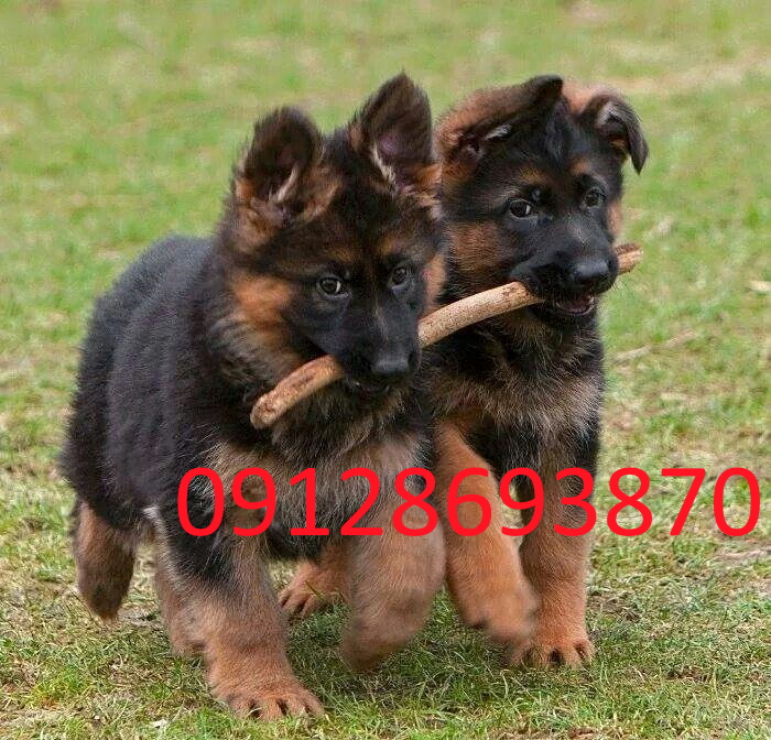 سگ ژرمن شپرد شولاین اصیل توله سگ ژرمن