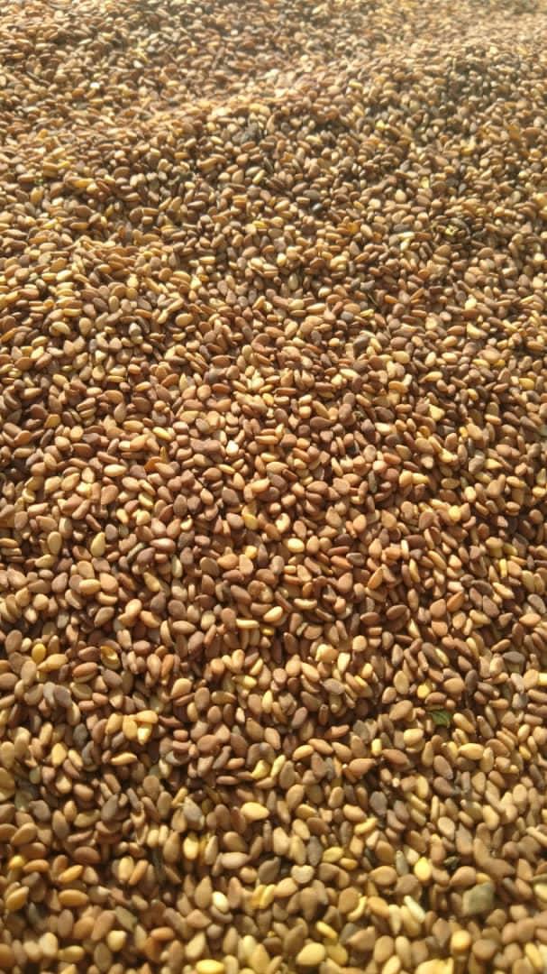 فروش کنجد بوداده مخصوص ارده گیری  عکس شماره 3