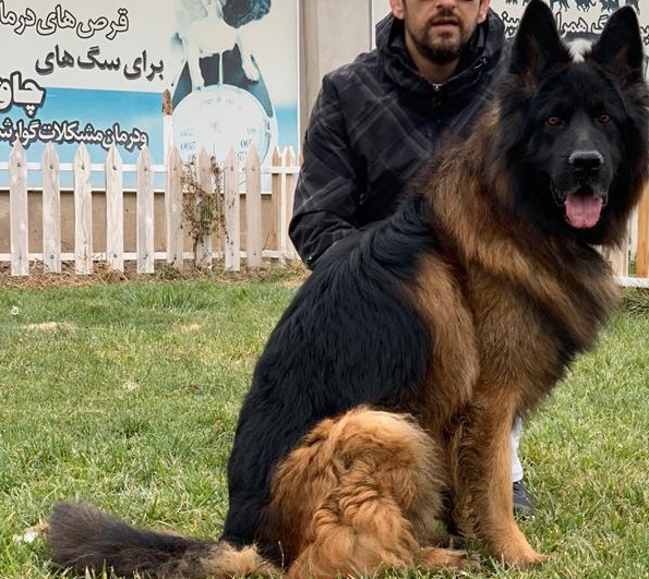 فروش سگ ژرمن شپرد  عکس شماره 2
