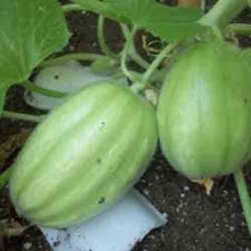 بذر خیار سیبی ایتالیایی 