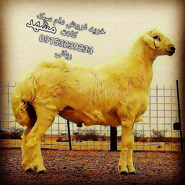 بازار دام مشهد حومه عکس شماره 2
