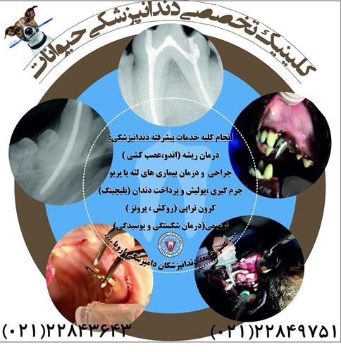 خدمات پیشرفته دندان پزشکی حیوانات