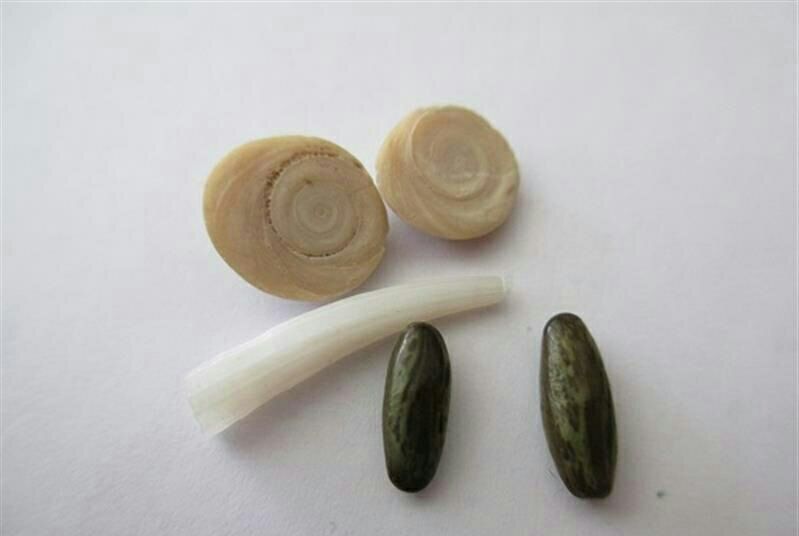 فروش مهره مار