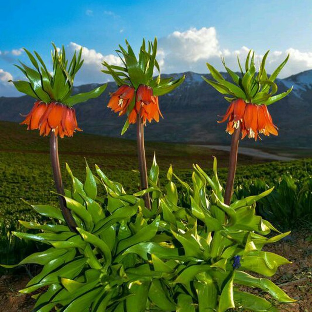 کبد وکلیه و مغز استخوان O+  وB+  وo_فوری فروشی،قیمت توافقی عکس شماره 1