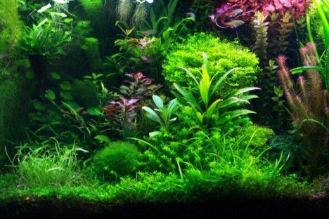 آکواریوم های گیاهی ( پلنتاریوم )  عکس شماره 8