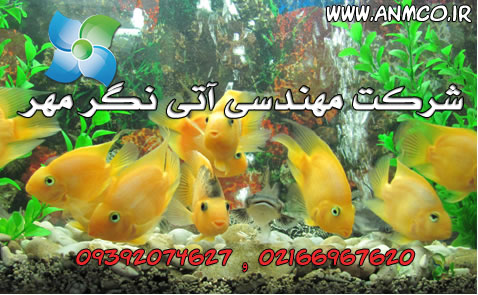 کارگاه تکثیر و پرورش ماهی زینتی عکس شماره 4