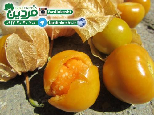 بذر فیسالیس(گیلاس زمینی) + آموزش رایگان کاشت تا 