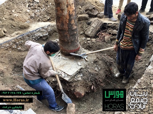 جابجایی درخت عکس شماره 4