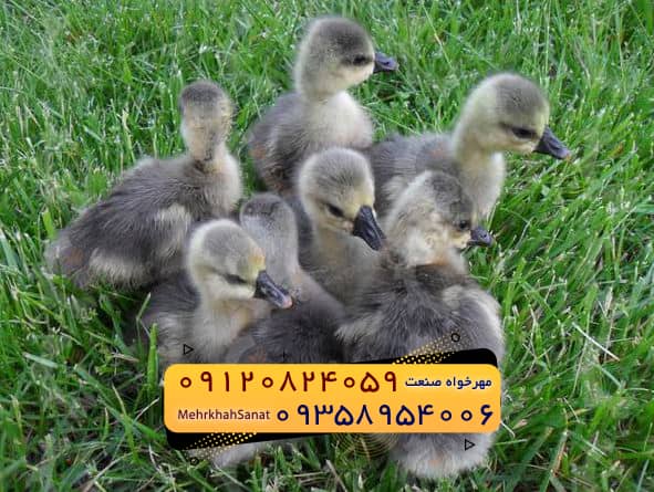 🐣🐣🐣 *جوجه غاز گوشتی*🐣🐣🐣 عکس شماره 3