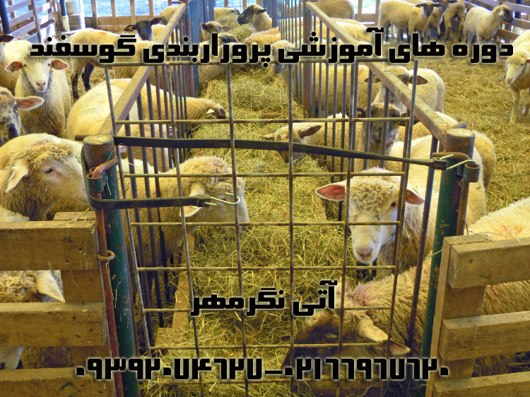 کارگاه آموزشی پرواربندی گوسفند عکس شماره 2