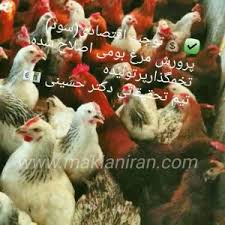 _فروش مرغ و خروس تخم گذار بومی و رسمی اصلاح نژادشده                                                                              عکس شماره 1