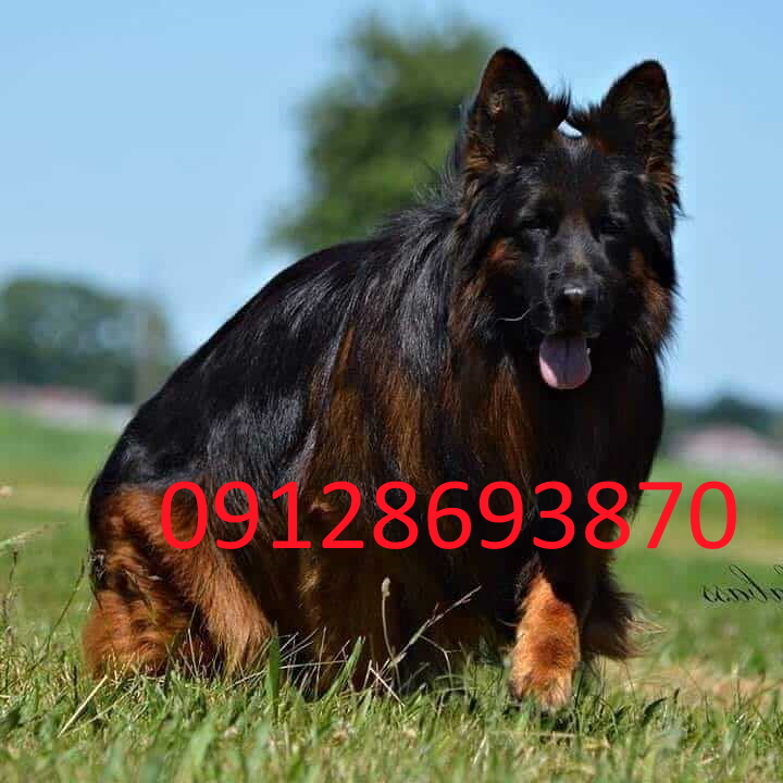 سگ ژرمن شپرد اصیل