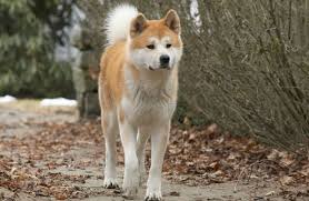 آکیتا ژاپنی AKITA