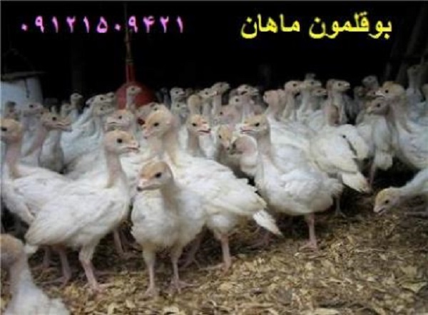 فروش جوجه بوقلمون یک ماهه