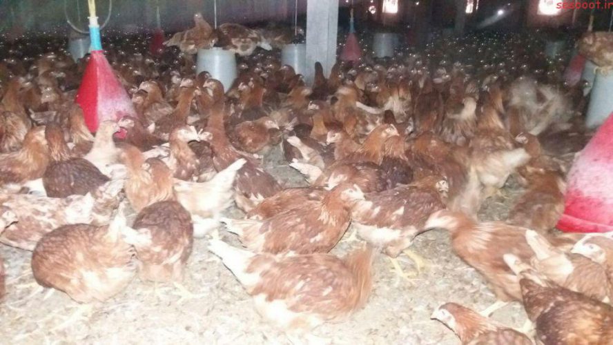 فروش مرغ 2ماه ونیمه بومی دورگ 