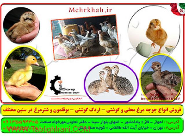 فروش محصولات طیور