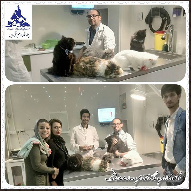 جراحی و ارتوپدی حیوانات خانگی بیمارستان دامپزشکی درین